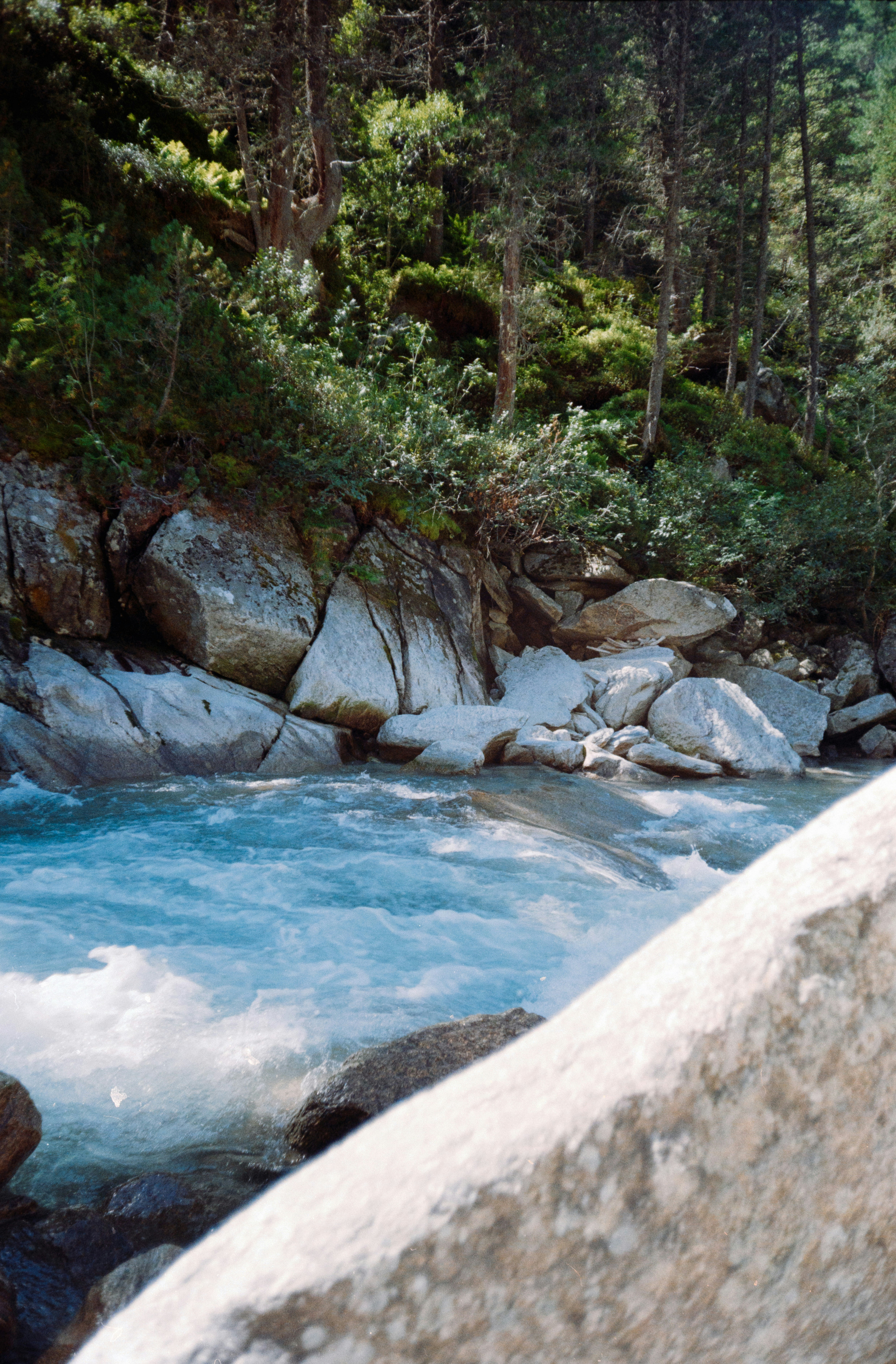 a river flowing through a forest
