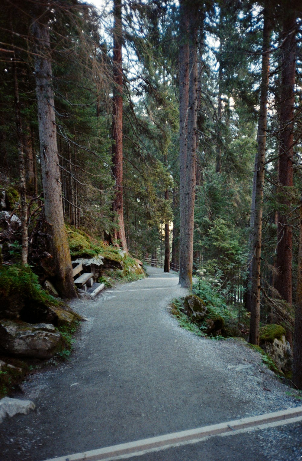 a road in the woods