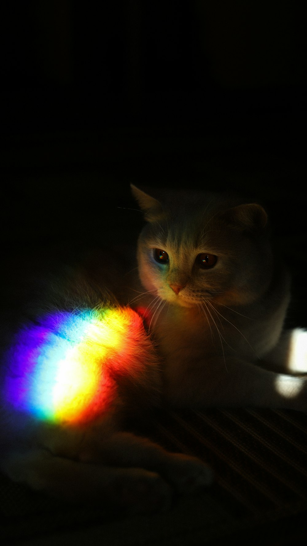 a cat with a rainbow in the background