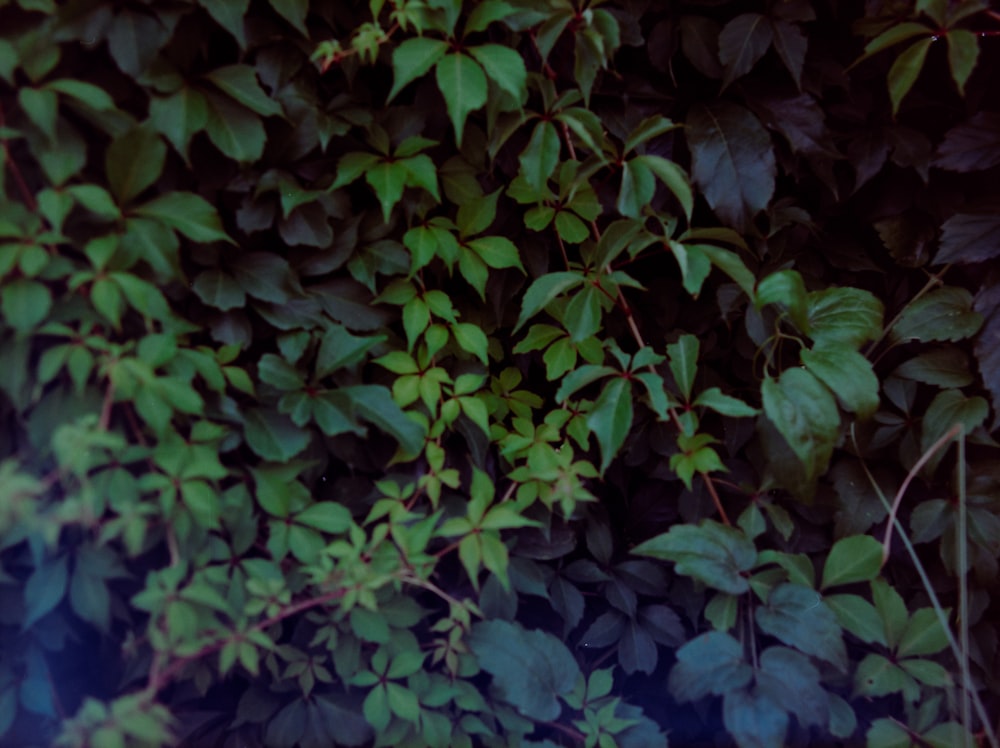 a group of green leaves