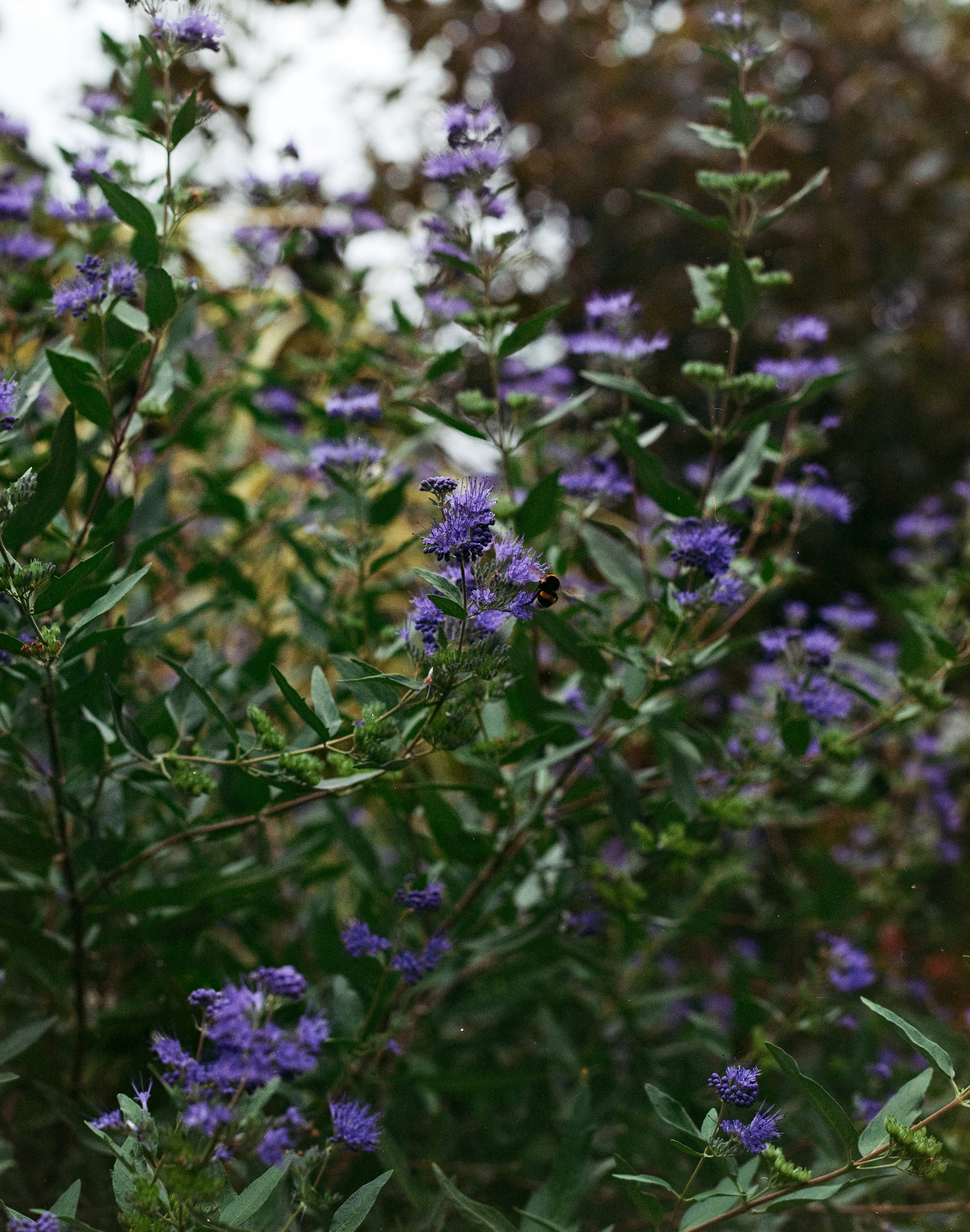 Photo by darabosralph