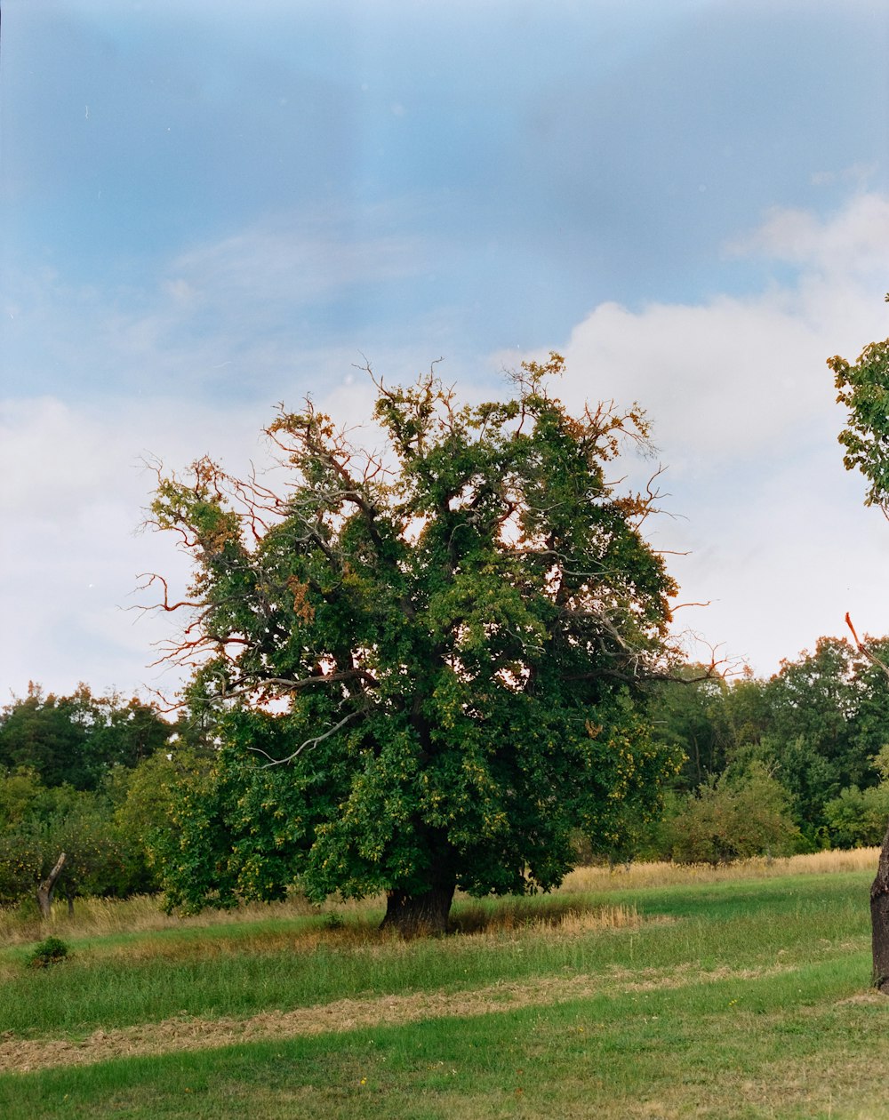 a tree in a field