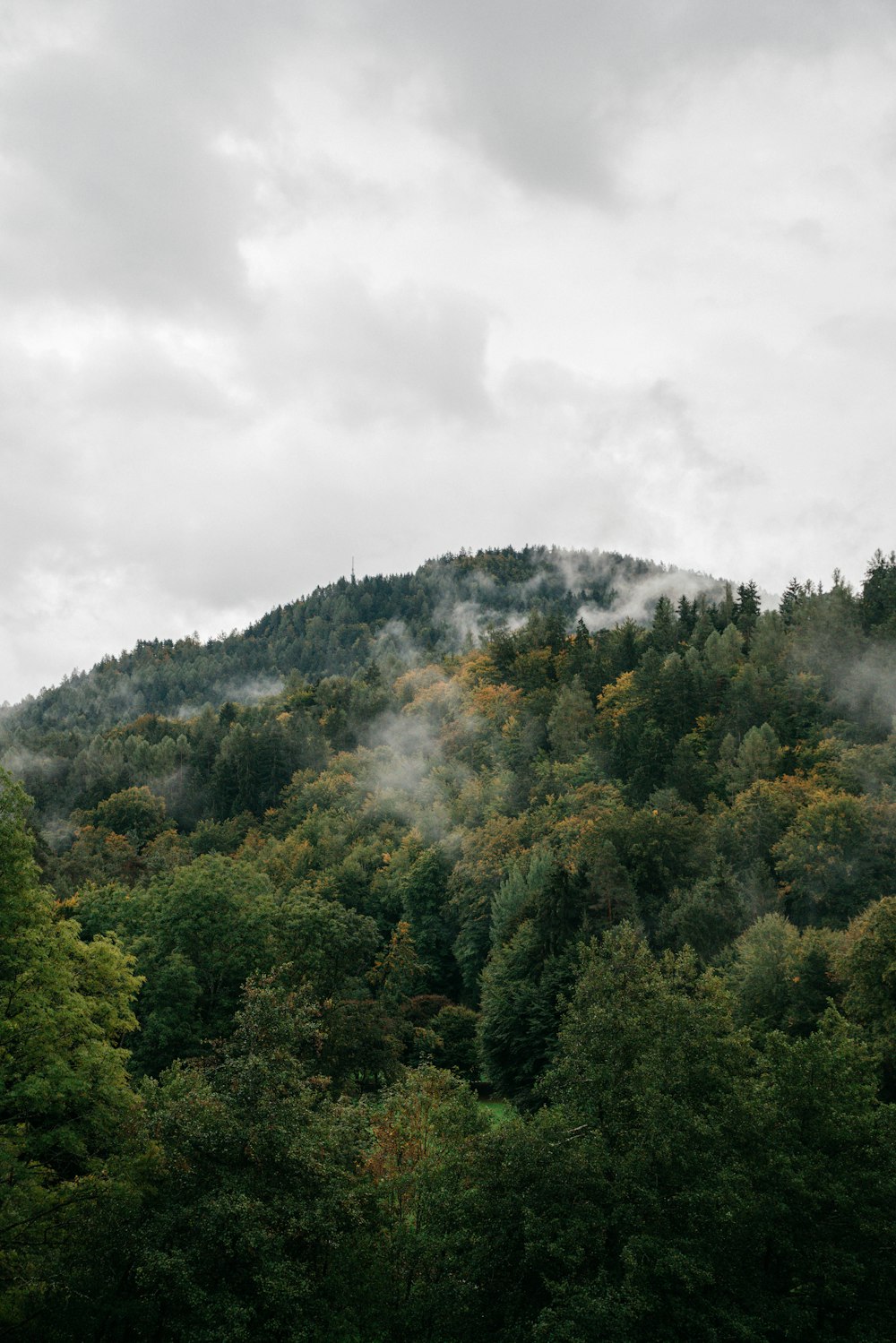 a forest of trees