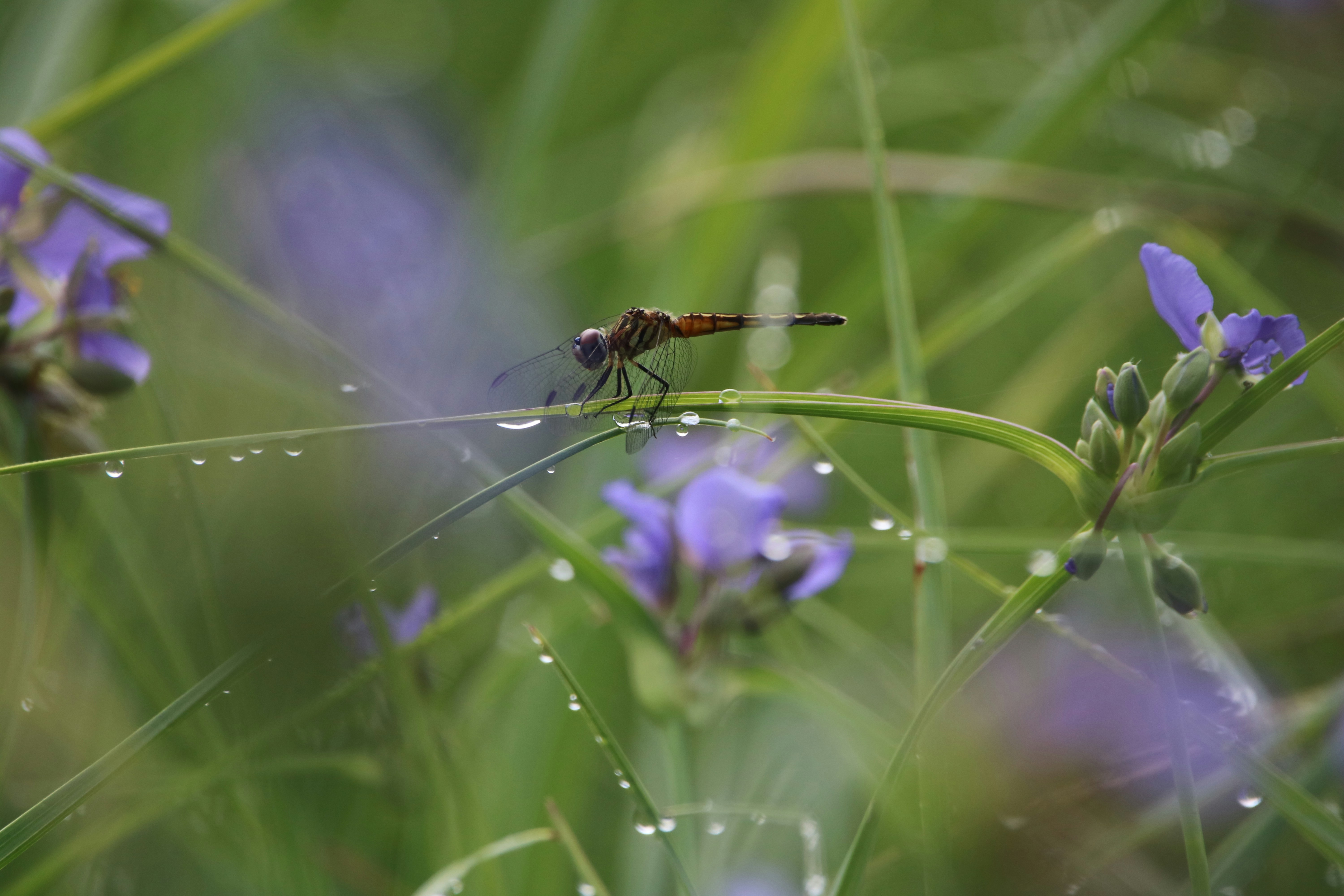 Photo by mhensley75