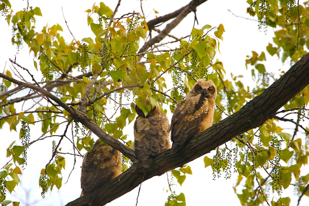 two owls in a tree