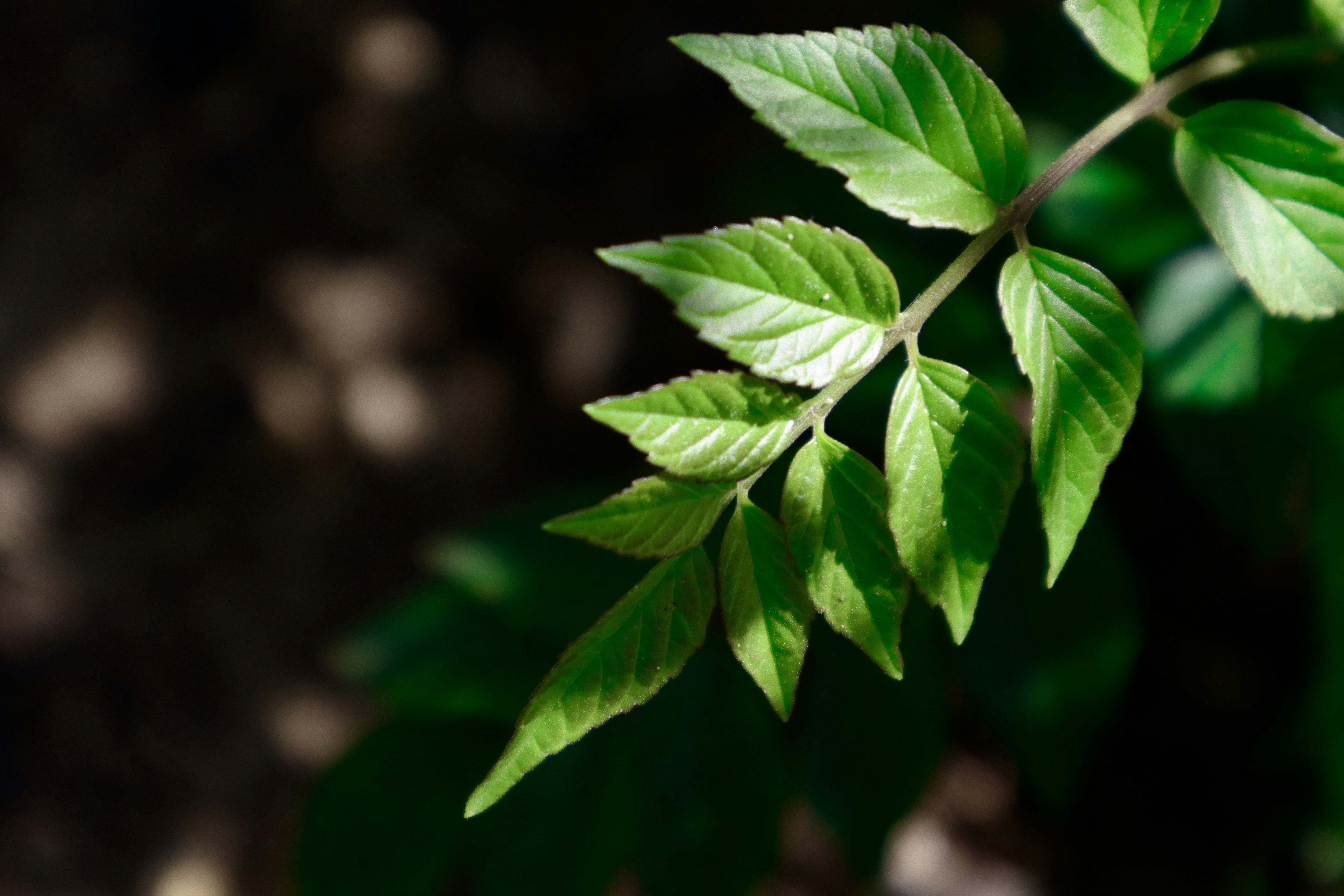 Photo by creationspeaks