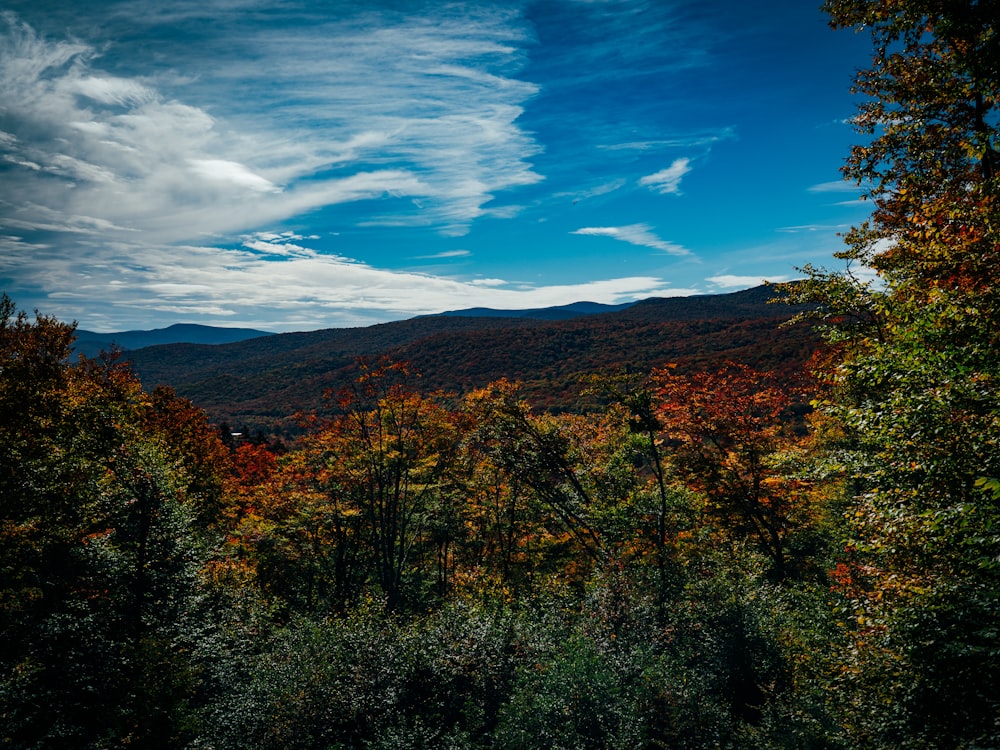 a view of a forest