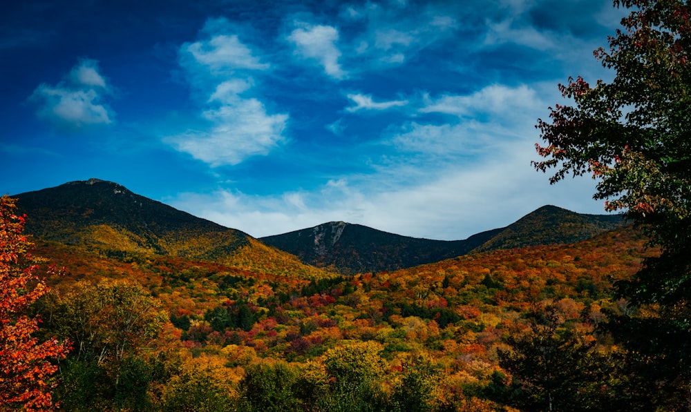 a landscape with trees and hills