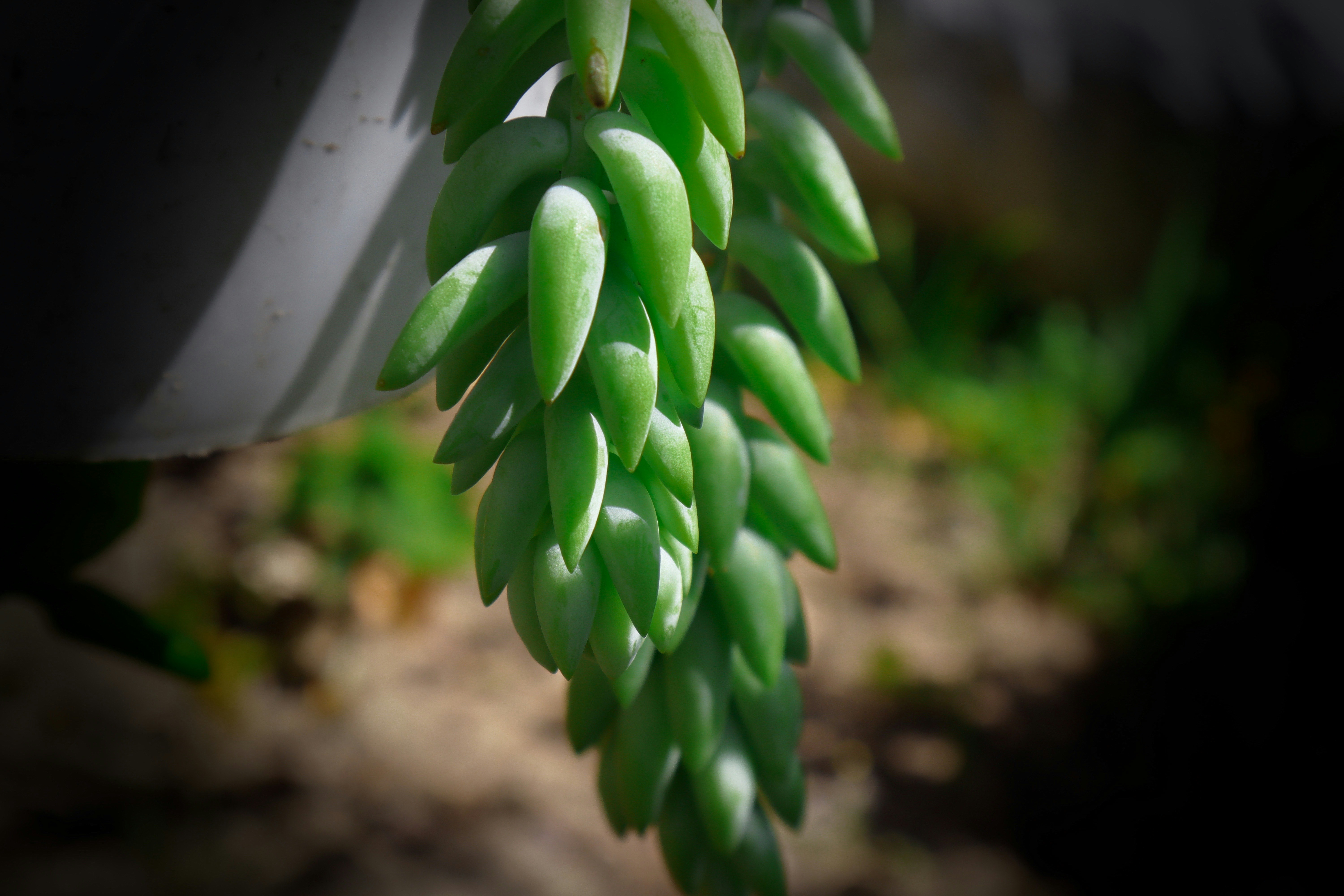 a close up of a plant