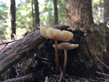 Sunlight filtering through leaves onto a patch of growing mushrooms on the farm.