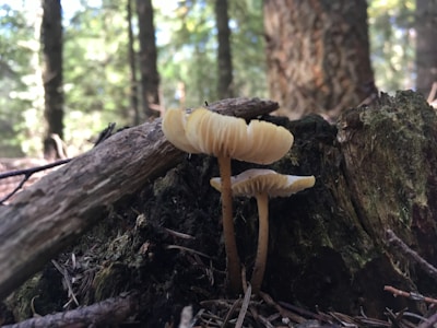 Sunlight filtering through leaves onto a patch of growing mushrooms on the farm.