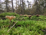 A panoramic view of a misty forest with scattered mushrooms dotting the ground.