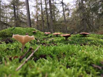 A panoramic view of a misty forest with scattered mushrooms dotting the ground.