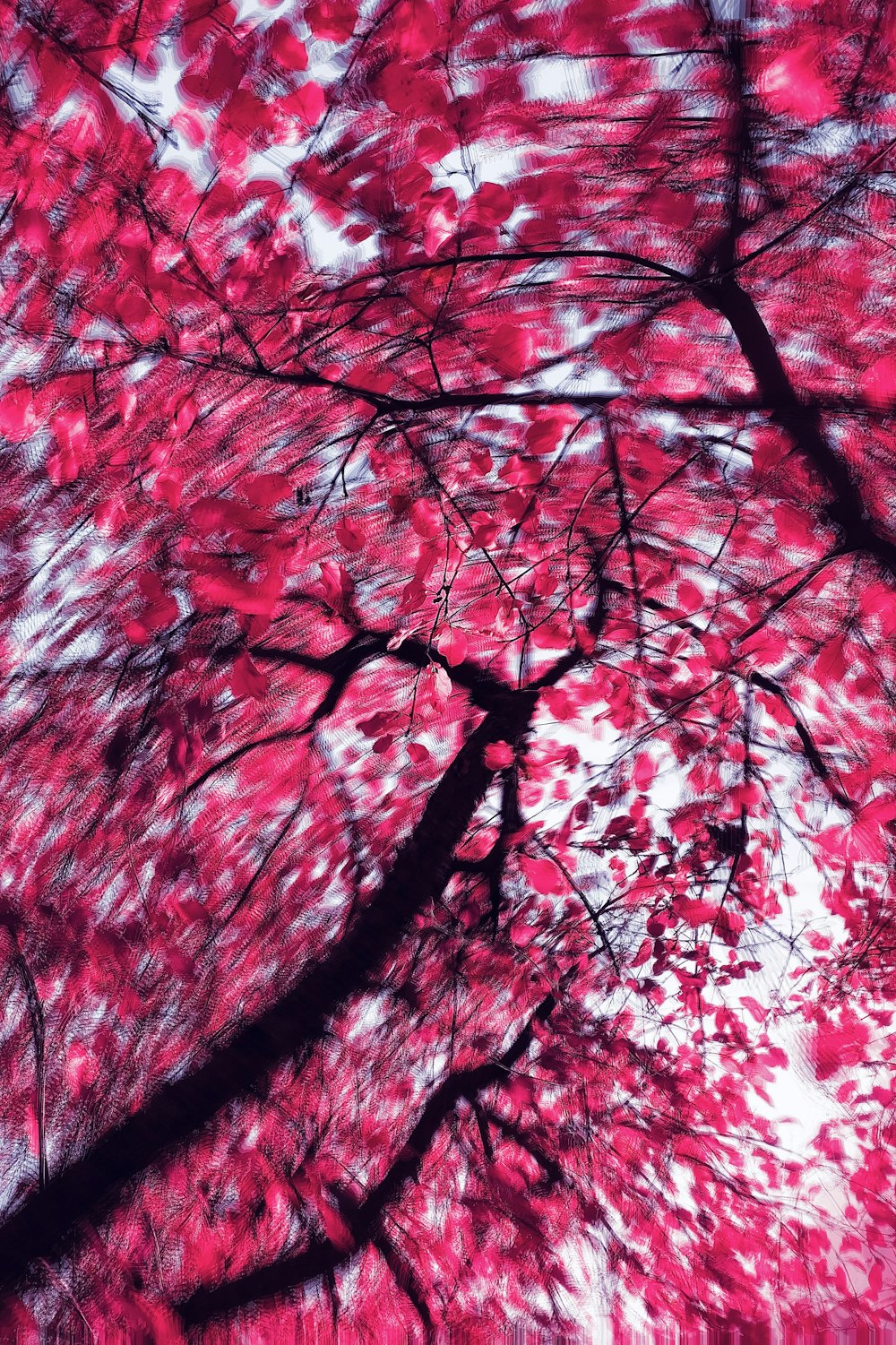 a tree with pink leaves