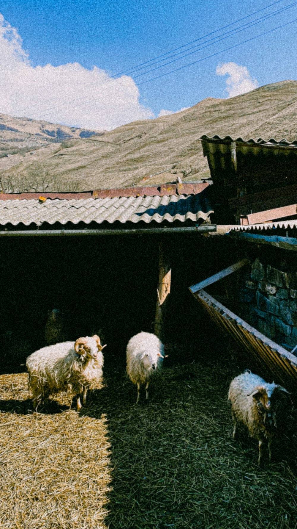 a group of sheep in a barn