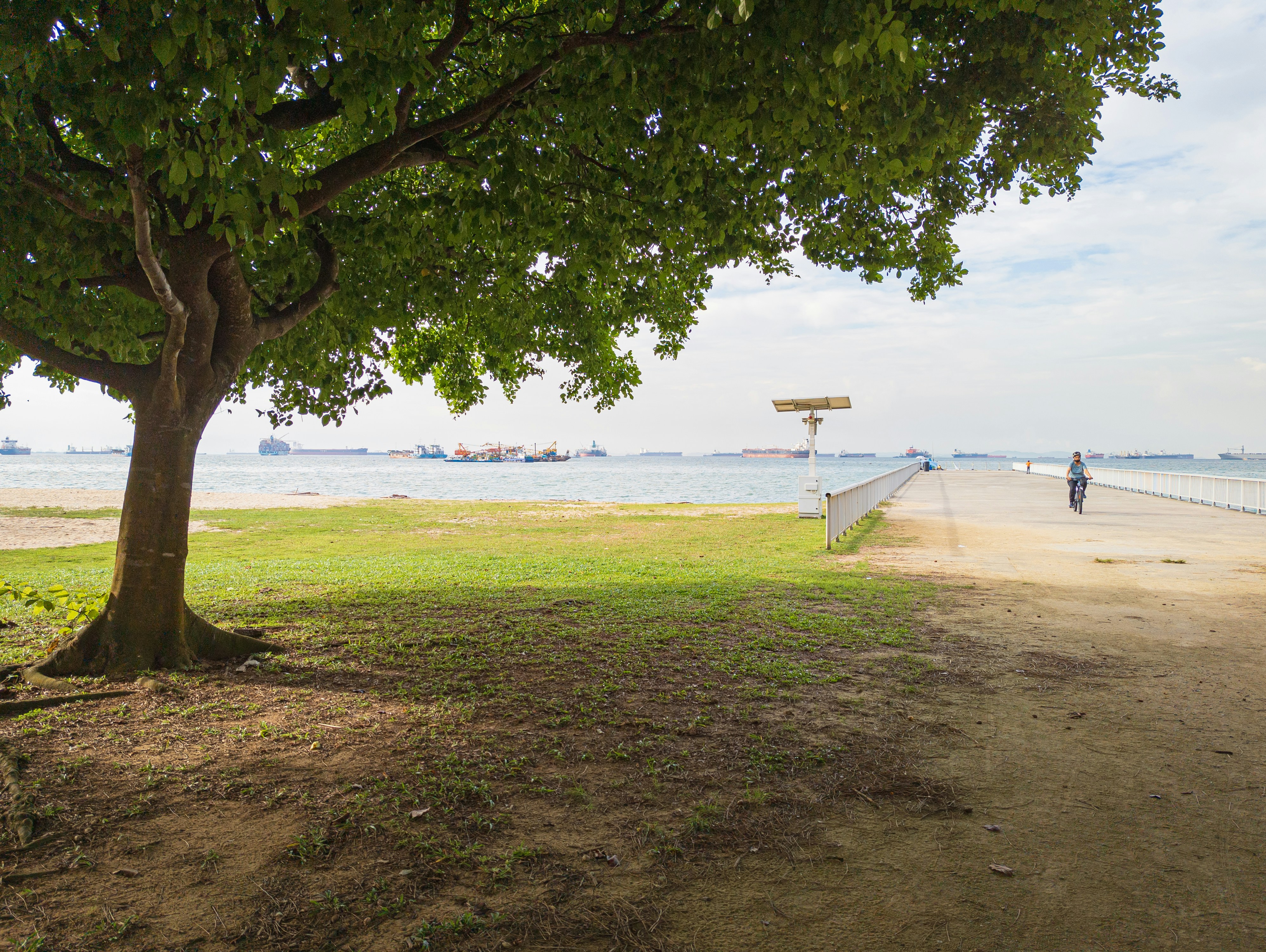 Un albero su una spiaggia