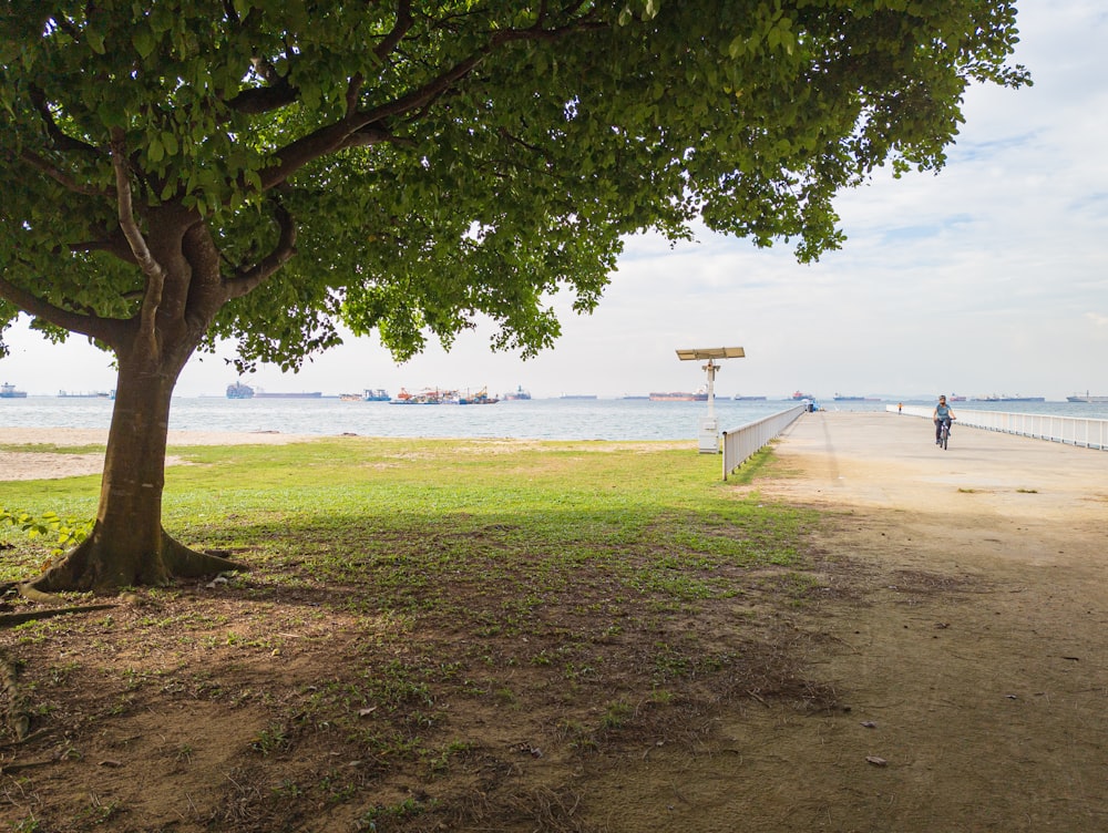 a tree on a beach