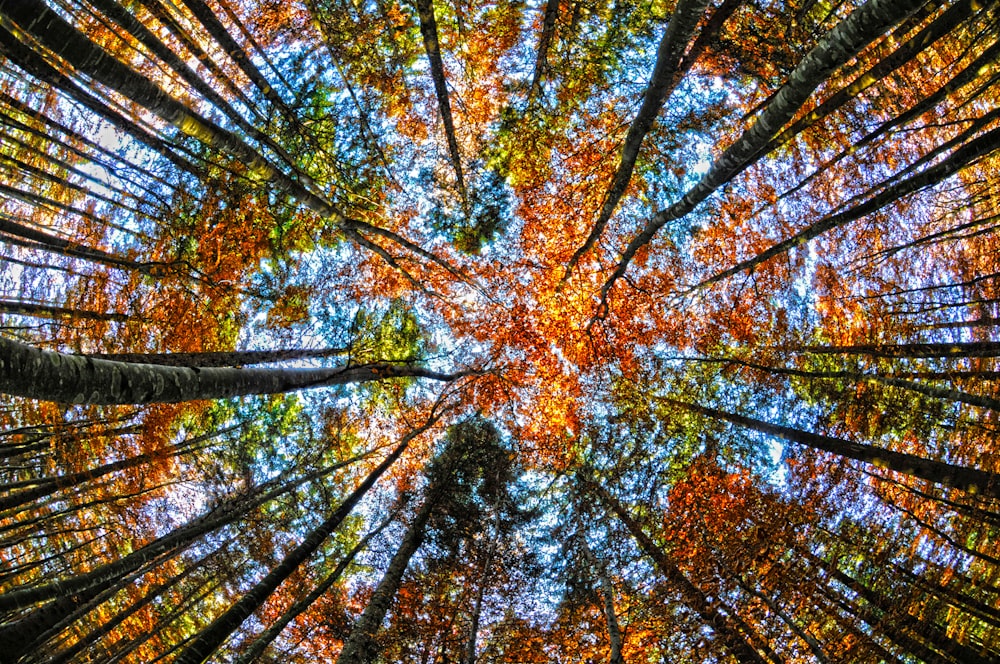 looking up at trees with orange leaves