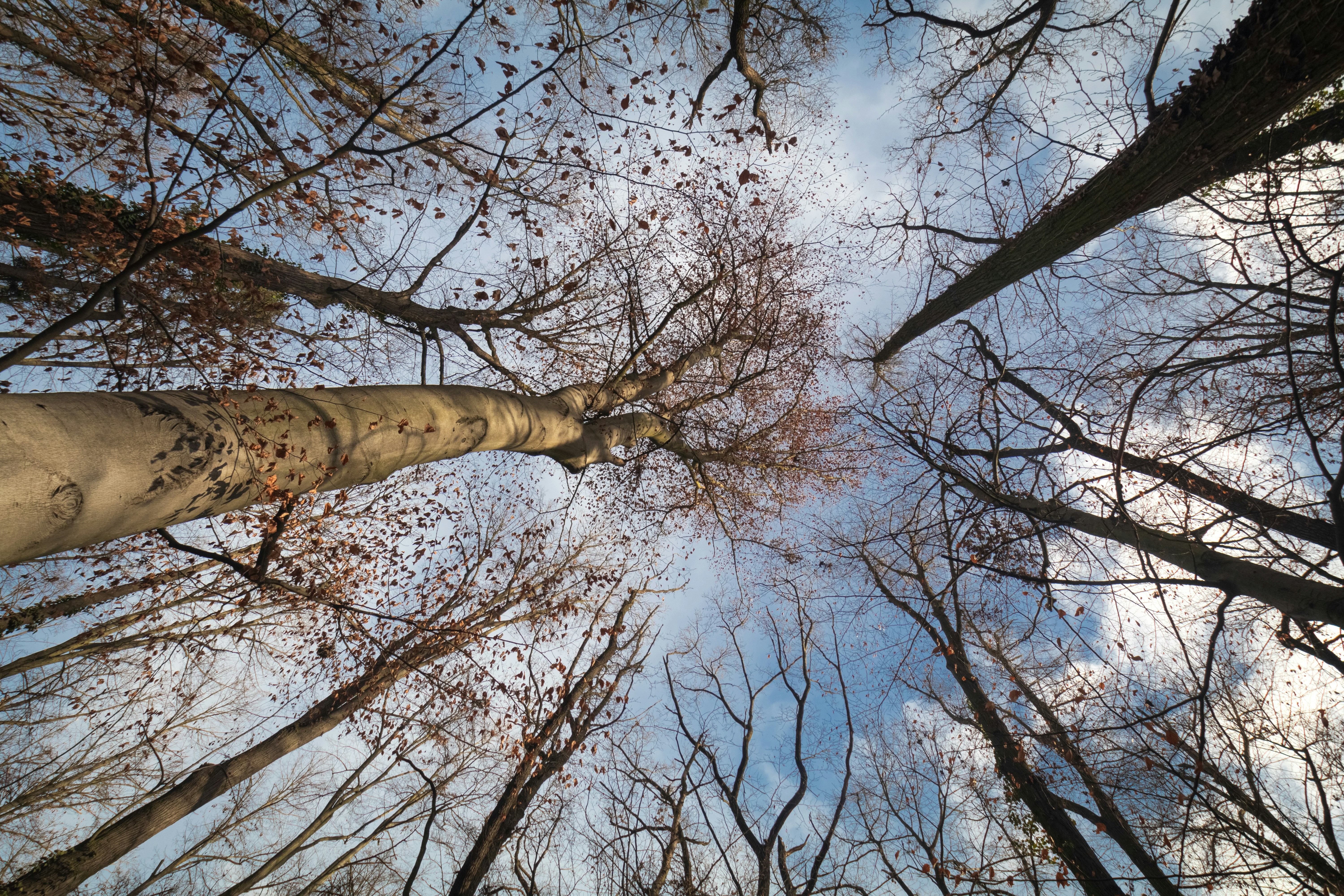 a statue in a forest