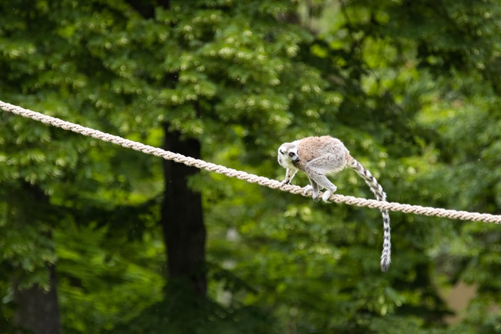 a lemur on a rope