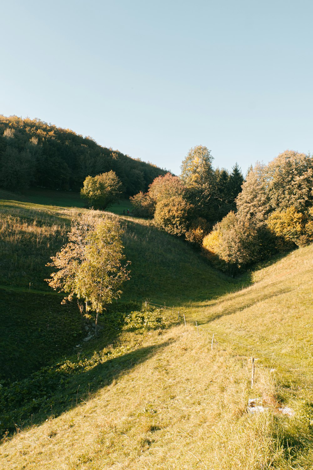 a grassy field with trees in the background