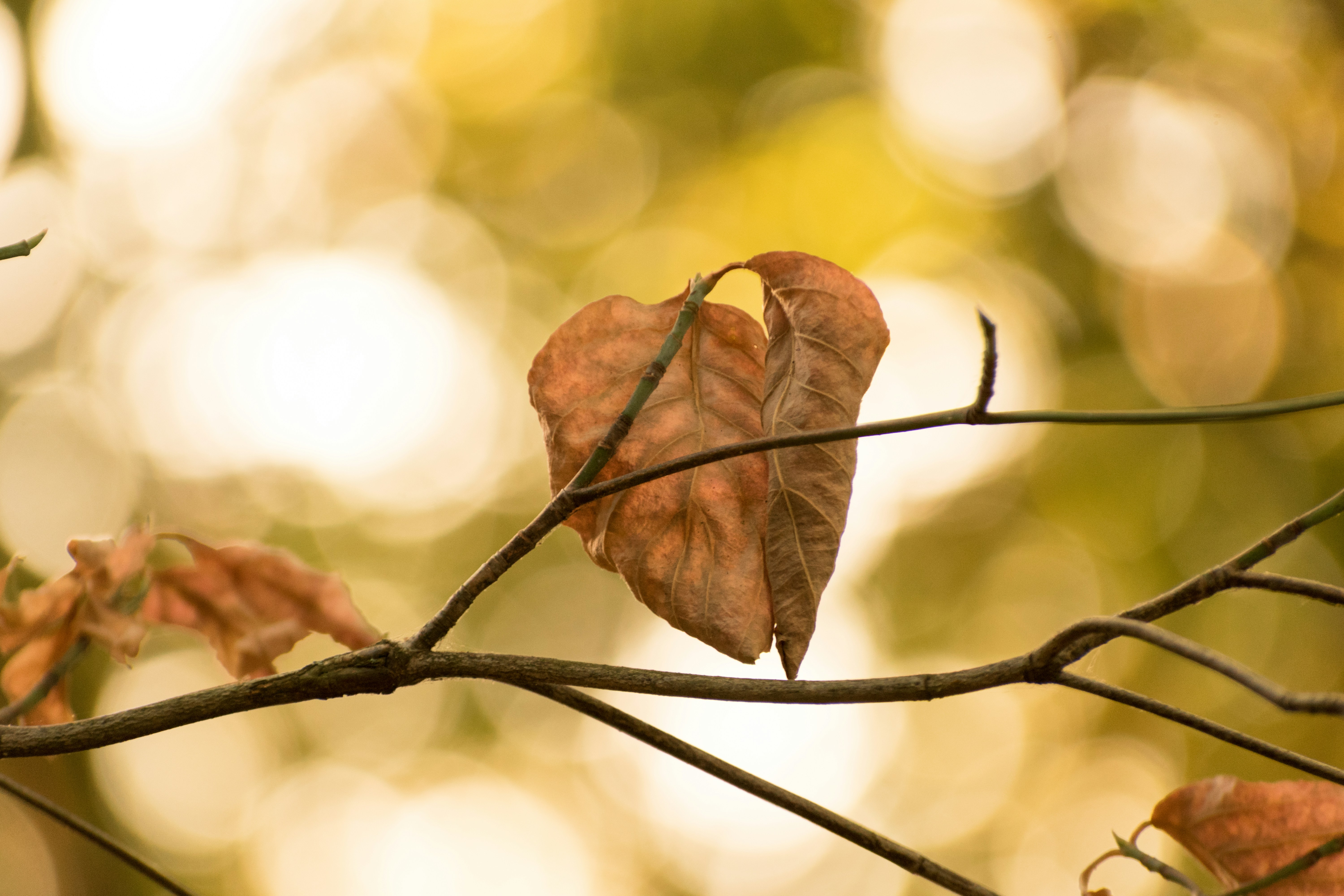 Photo by ericstoynov