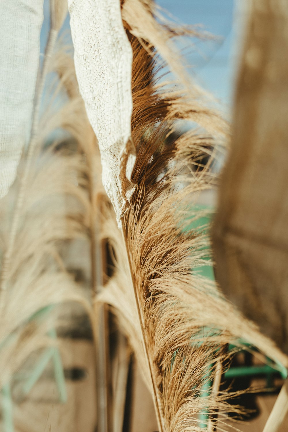 a close-up of a horse