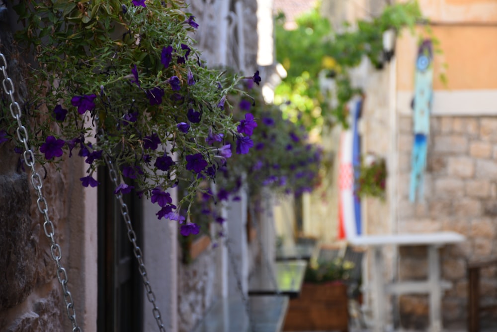 purple flowers on a tree