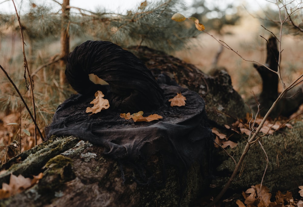 a black object on a tree stump