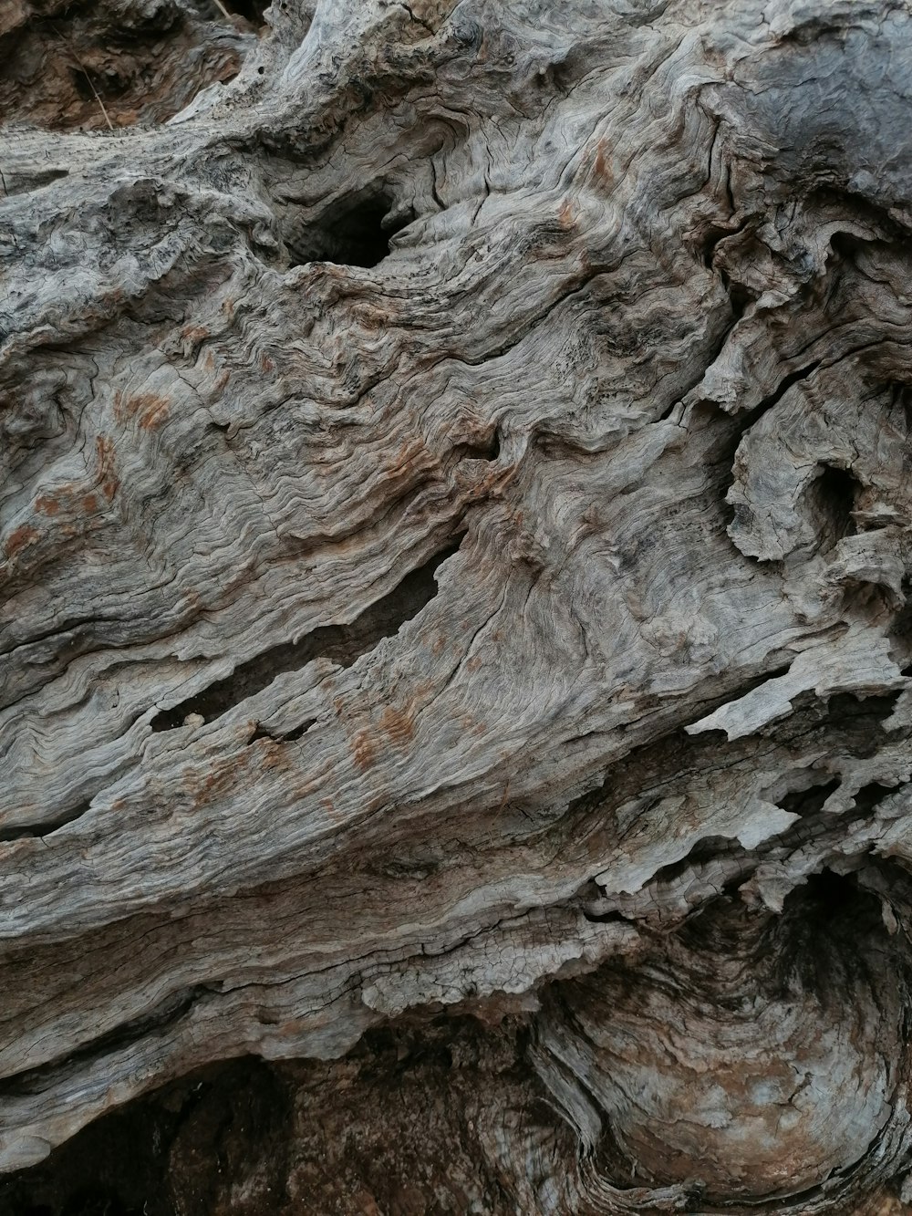 a close up of a tree bark