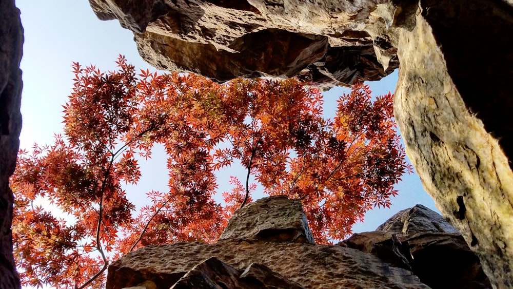 Un grupo de árboles con hojas rojas
