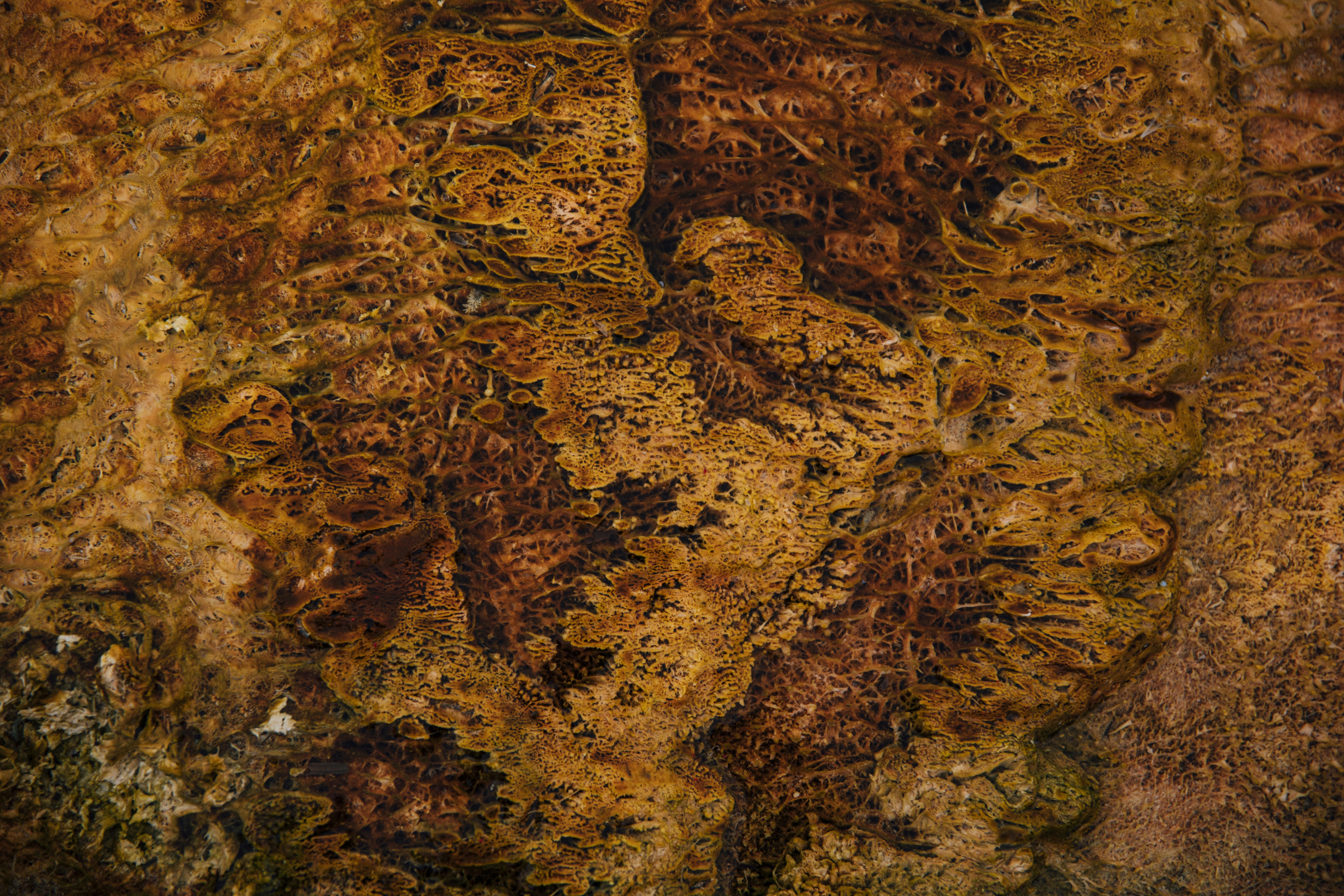 rustic beef jerky, wallpaper, Beef Jerky Recipe: Make Delicious Jerky at Home 5