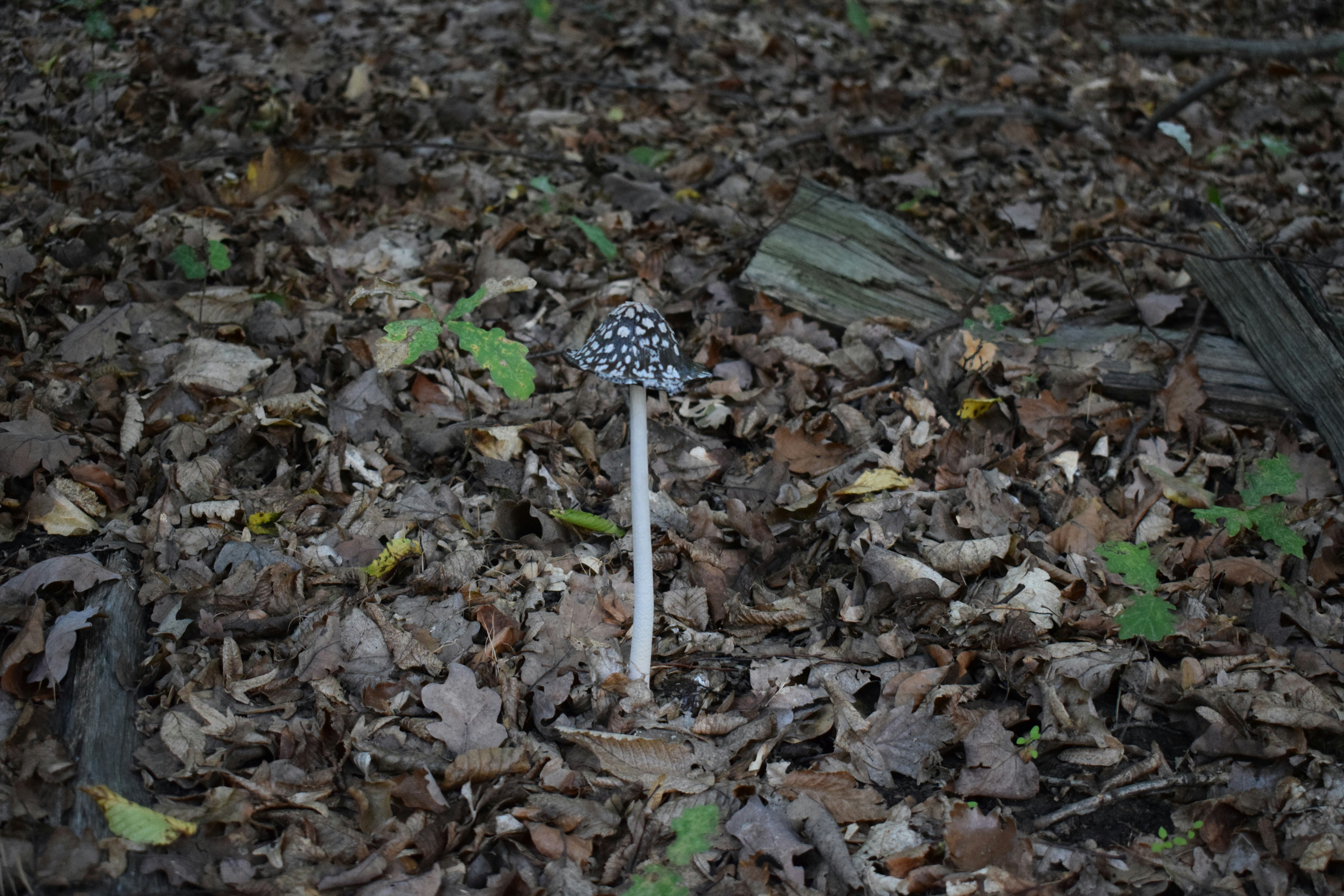 ein Pilz, der im Boden wächst