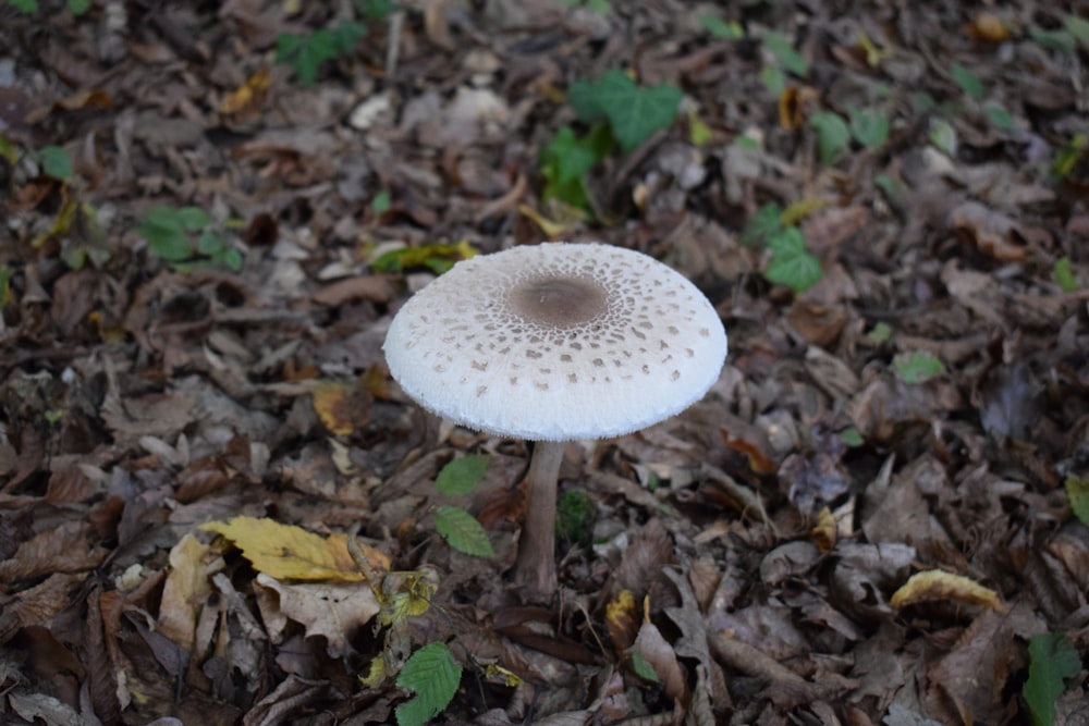 um cogumelo que cresce no chão