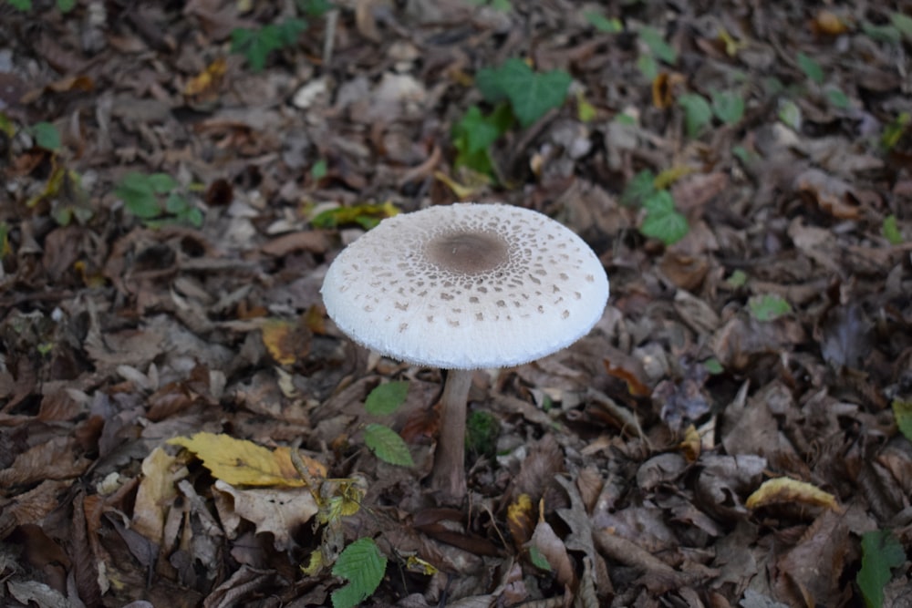 a mushroom growing in the ground