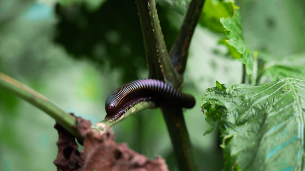 a black and brown insect on a branch