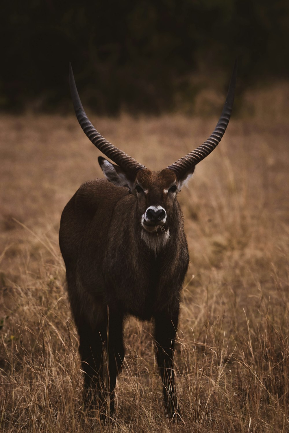 a horned animal standing in a field