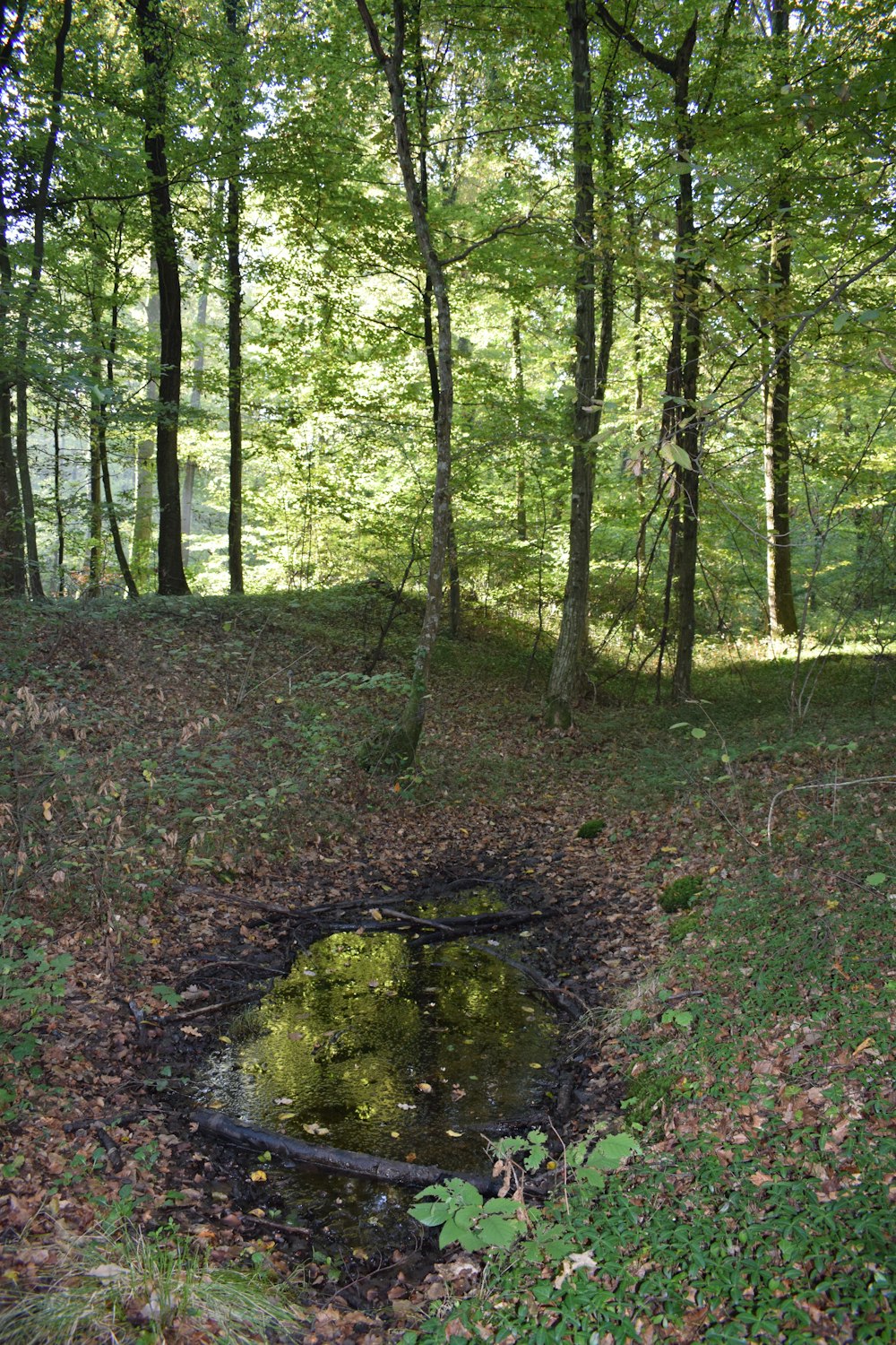 a small pond in a forest