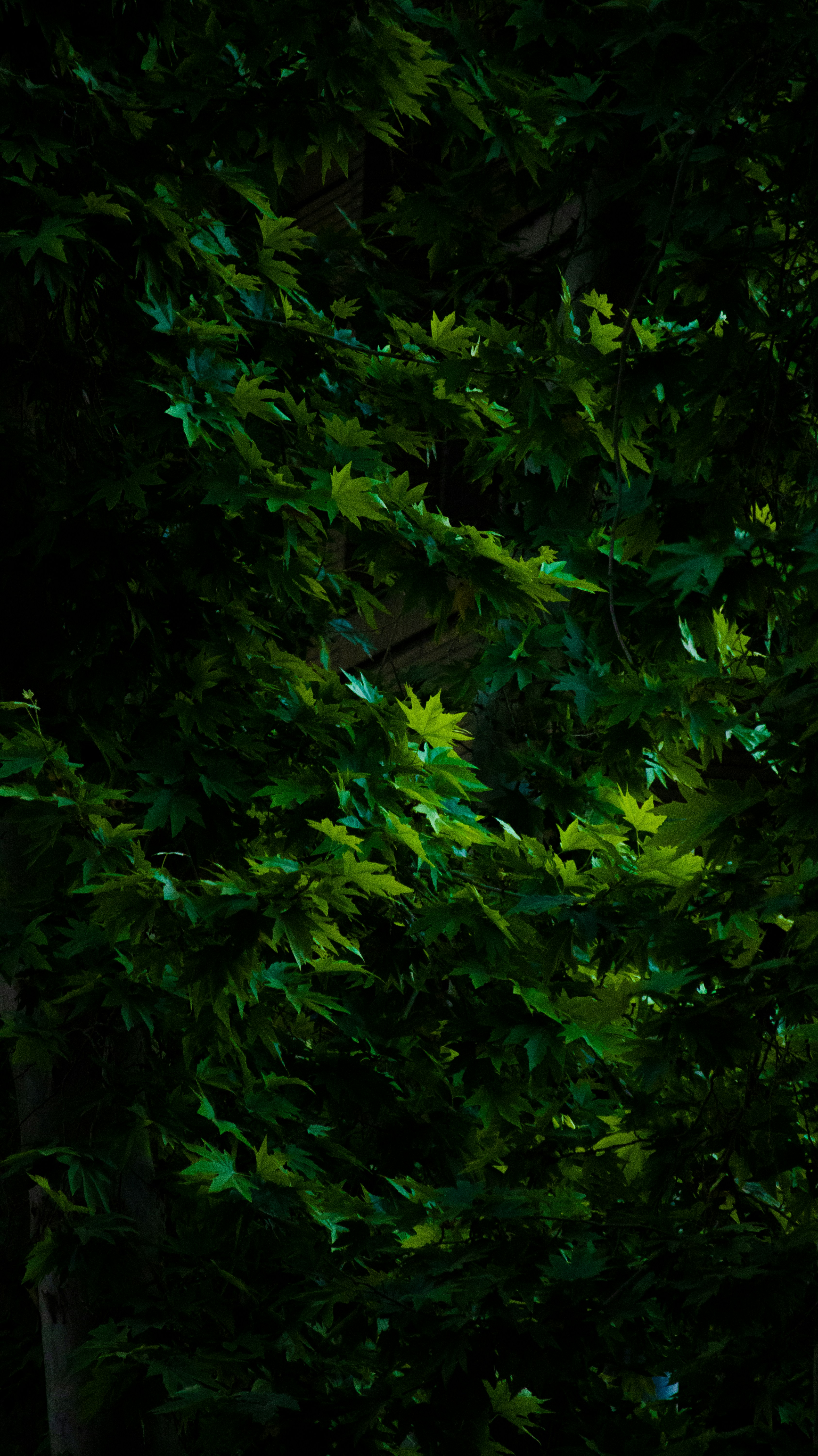 Photo by sinabahar76