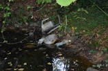 A small body of water in a forested area is littered with various items of debris, including a plastic chair, several plastic bottles, and other discarded objects. The surrounding ground is covered in green grass and fallen leaves from nearby trees, which are dense with foliage.