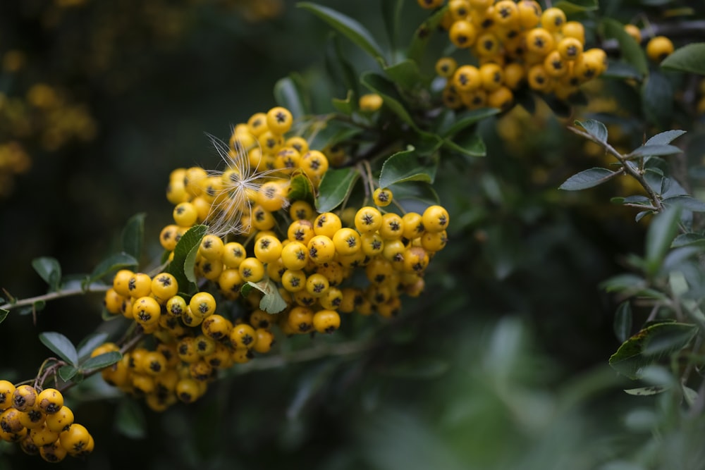 a close-up of a plant with yellow flowers