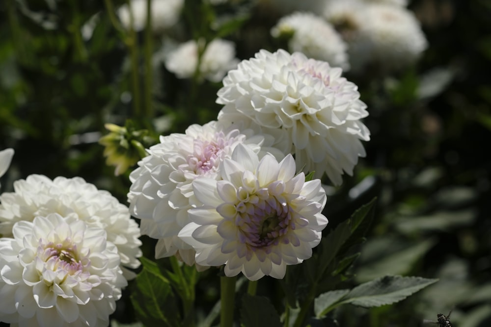 un gruppo di fiori bianchi