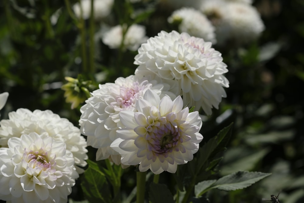 a group of white flowers