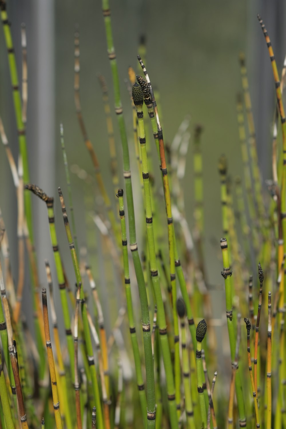 a close up of bamboo