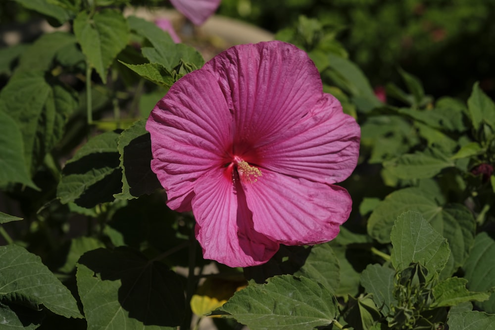 a pink flower surrounded by green leaves