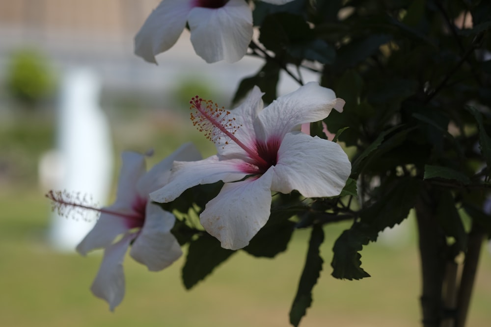 a close up of a flower