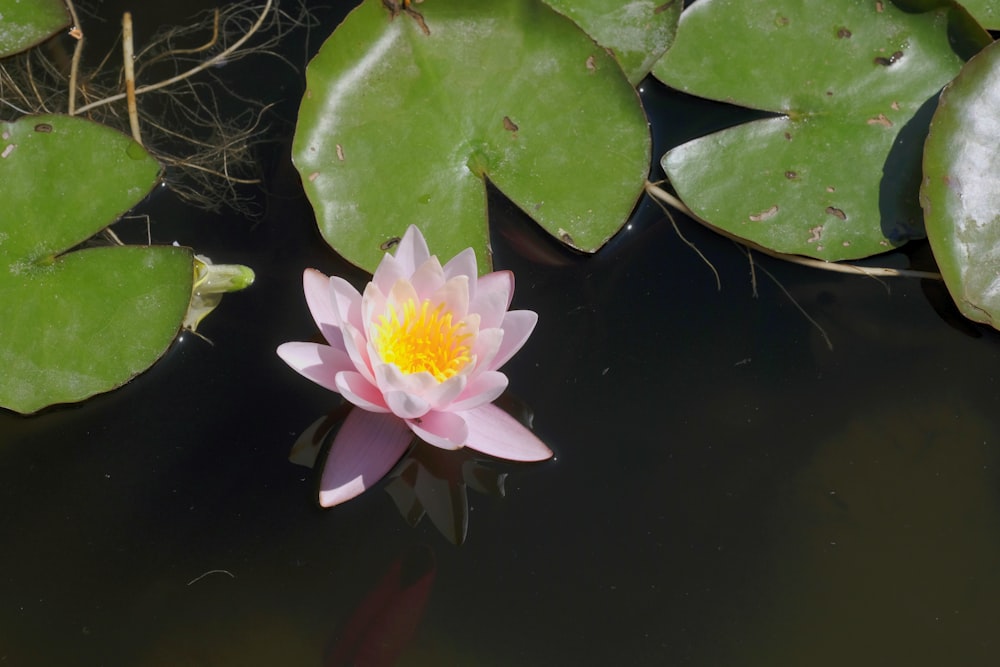 a flower in a pond