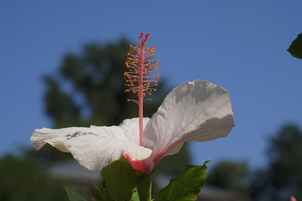 a white flower with red petals