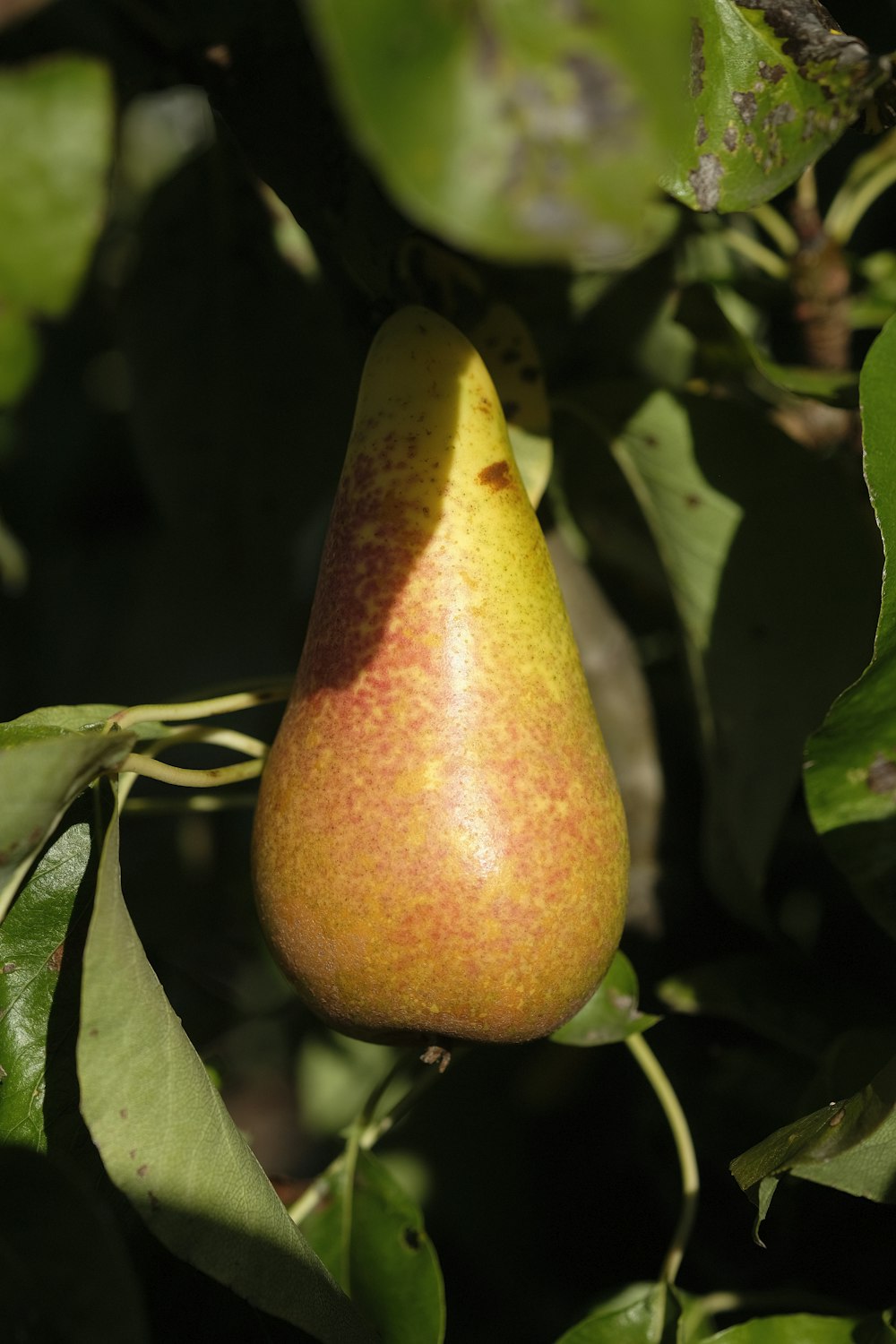 a fruit growing on a tree