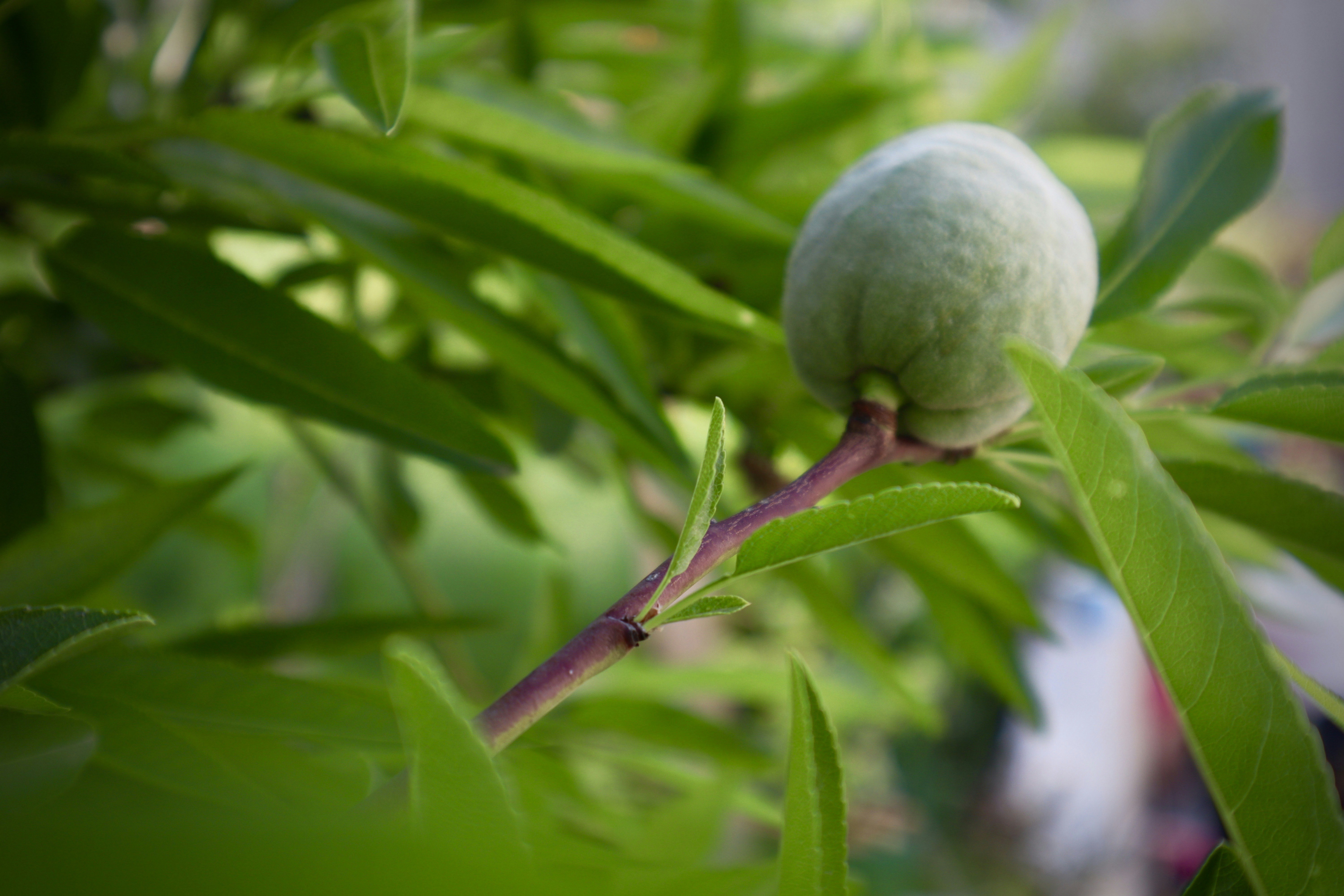 Photo by creationspeaks